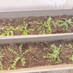 ネモフィラ植え替えてみた